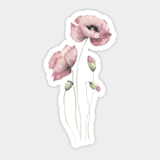 Blush pink watercolor poppies Sticker